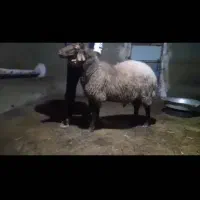 فروش قوچ کار همو