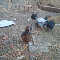 مرغ جوان|حیوانات مزرعه|کاشمر, |دیوار