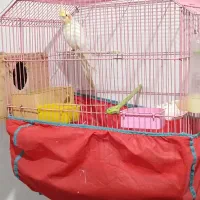 عروس هلندی نر|پرنده|رشت, گیل|دیوار