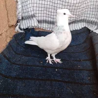 کبوتر