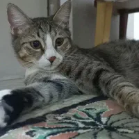 واگذاری گربه dsh|گربه|تهران, کیانشهر|دیوار