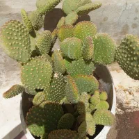 کاکتوس