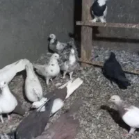 کبوتر کفتر طوقی سرور آبادانی|پرنده|کهک, |دیوار