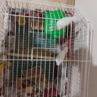 فنچ جفت خورده