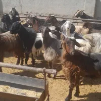 بز داشتی ترکی درجه یک|حیوانات مزرعه|شیراز, حومه شیراز|دیوار