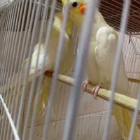 عروس هلندی|پرنده|مسجد سلیمان, |دیوار