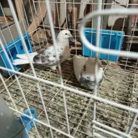 کفتر غریب گیر