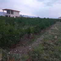فروش باغ ۵۰۰ متری محمودآباد دالستان