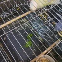 طوطی برزیلی ماده|پرنده|تهران, اسکندری|دیوار