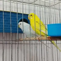 مرغ عشق مولد|پرنده|بانه, |دیوار