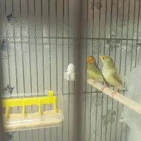 فنچ ستاره ای|پرنده|قم, پردیسان|دیوار