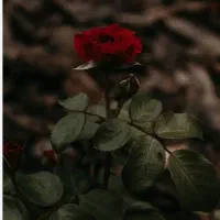 راهنمایی روانشناس