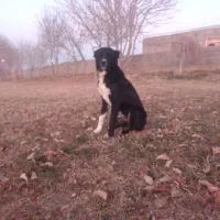 واگذارتولهسگ|سگ|سجاس رود, |دیوار