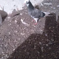 کبوتر جوجه|پرنده|میانه, |دیوار