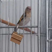 جوجه سهره لرستان نر