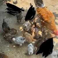 جوجه و خروس دیلگونی