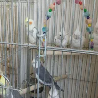 عروس هلندی|پرنده|تهران, چیتگر شمالی|دیوار