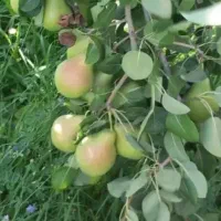 گلابی اسپادانا دوم رس