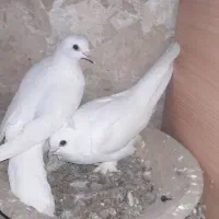 کبوتر|پرنده|تبریز, |دیوار