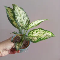 گل و گیاه آپارتمانی|گل و گیاه طبیعی|رشت, پل تالشان|دیوار