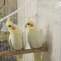 جوجه عروس هلندی لوتیتو چشم شرابی نژاد کینگ|پرنده|مشهد, آبکوه|دیوار