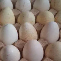 تخم نطفه دار بوقلمون و تخم نطفه دار مرغ گوشتی راس