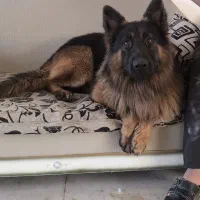 سگ ژرمن شپرد