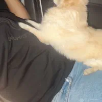 پامر روباهی|سگ|اسلامشهر, شهرک قائمیه|دیوار