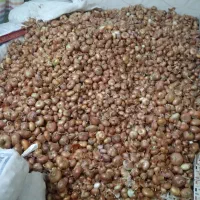 پیاز قرمز زرنق باماندگارره بالا نزدیک ۳تن|عمدهفروشی|هریس, |دیوار