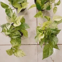 پلاتینیوم.منجولا.گلخونه.بیلیتای|گل و گیاه طبیعی|مشهد, حسابی جنوبی (شهرک غرب)|دیوار