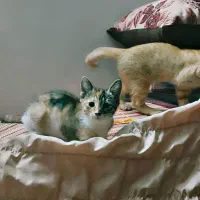 واگذاری بچه گربه رایگان|گربه|تربتحیدریه, بهزیستی|دیوار