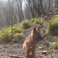 توله ژرمن شولاین اصیل|سگ|نشتارود, |دیوار