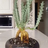 ۲۰ تا گل وگیاه/ بونسای افوربیا،دراماسیس،فیلدندرون