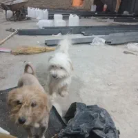 سگ پا کوتاه