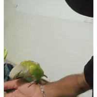 طوطی گمشده