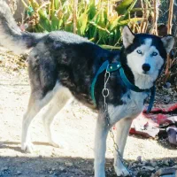 سگ هاسکی|سگ|ارسنجان, |دیوار