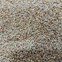 گندم بذری مورموری