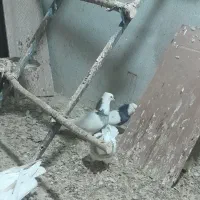 کبوتر|پرنده|کنگاور, |دیوار