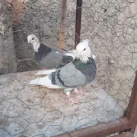 نراماده ابلغ پرشی وخار پیس