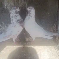 یه جفت کفتر قلمکار سرخ