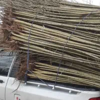 نهال صنوبر نیگرا ترکیه برا شهر مازندران|حراج|چمستان, |دیوار