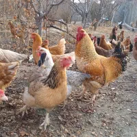 مرغ محلی تخم گزار