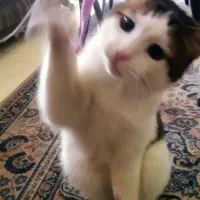 گربه واگذاری