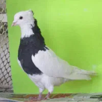 طوقی سیاه ماده رفته هر کس گرفته خبر کنه جوجه داره