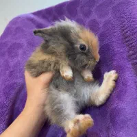 تعدادی خرگوش نیمه لوپ