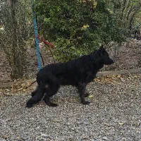 سگ افغان تایگر گلدن رتریور ژرمن بلک پامراشپیتز|سگ|کرمان, |دیوار