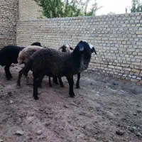 بره سبک ،افشار ،شال