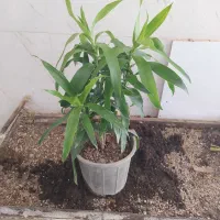 گل و گیاه بامبو خاکی