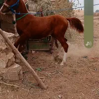 نریون 11 ماه