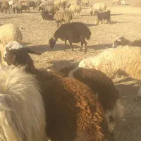 بره قوچ|حیوانات مزرعه|زاغه, |دیوار